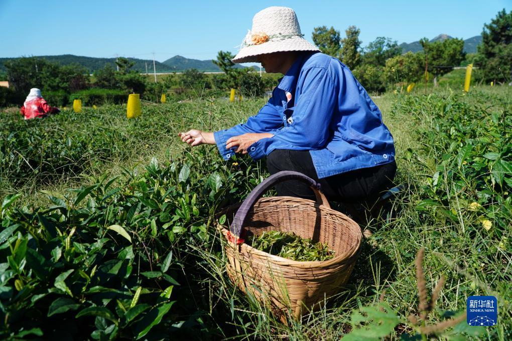 菠菜网下载